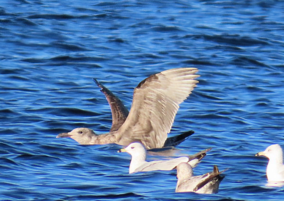 American Herring Gull - ML646944524
