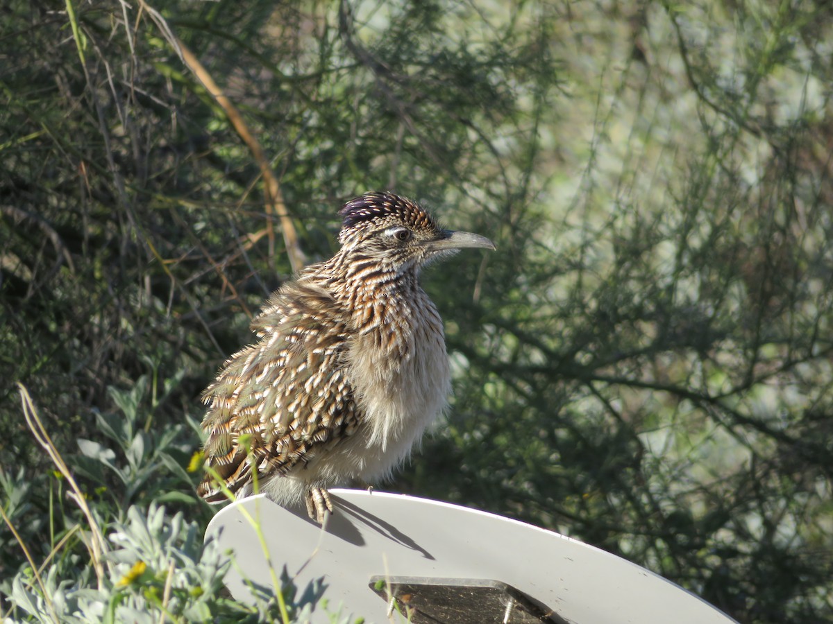 Wegekuckuck - ML646944526