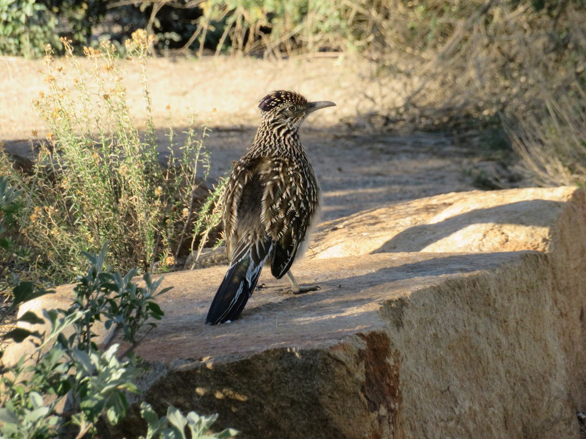 Wegekuckuck - ML646944527