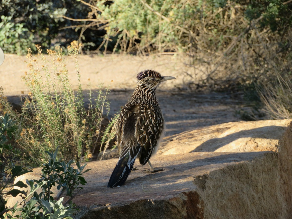 Wegekuckuck - ML646944528