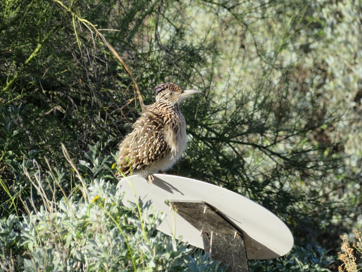 Wegekuckuck - ML646944529