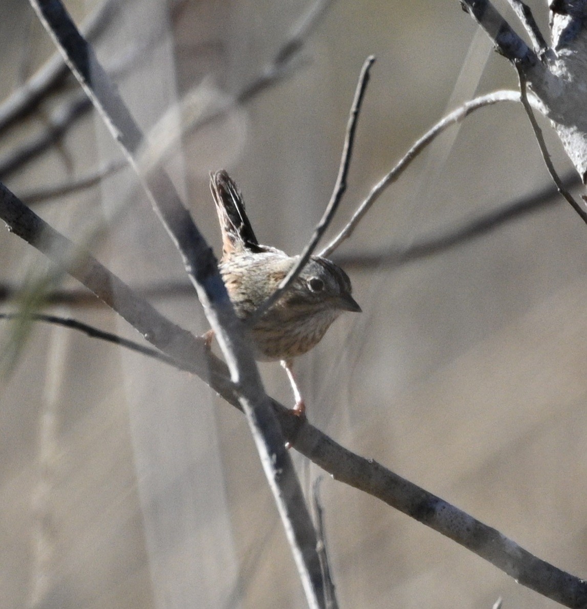 strnadec pruhohlavý - ML646944532