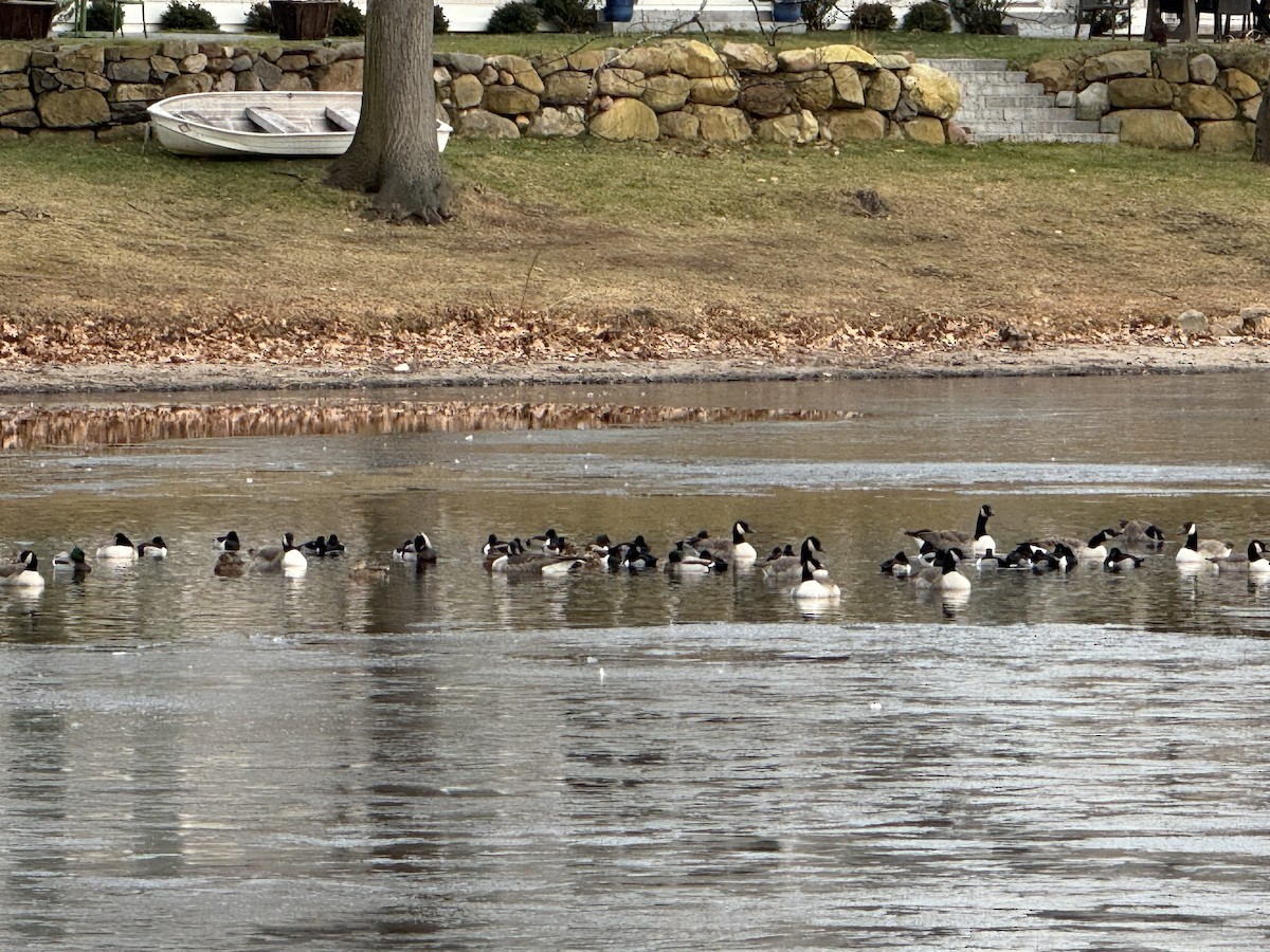 Canada Goose - ML646944533