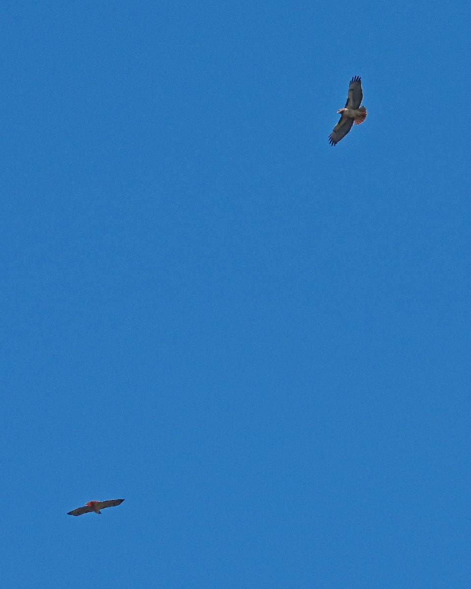 Red-tailed Hawk - ML646944534