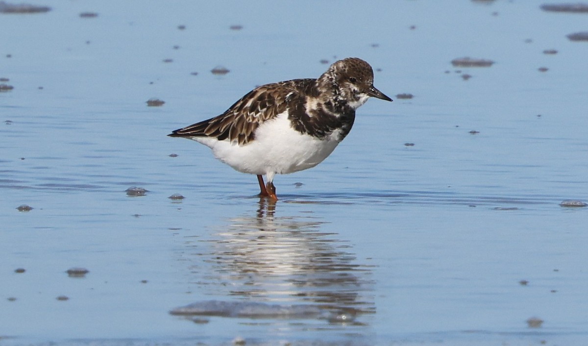 Vuelvepiedras Común - ML646944535