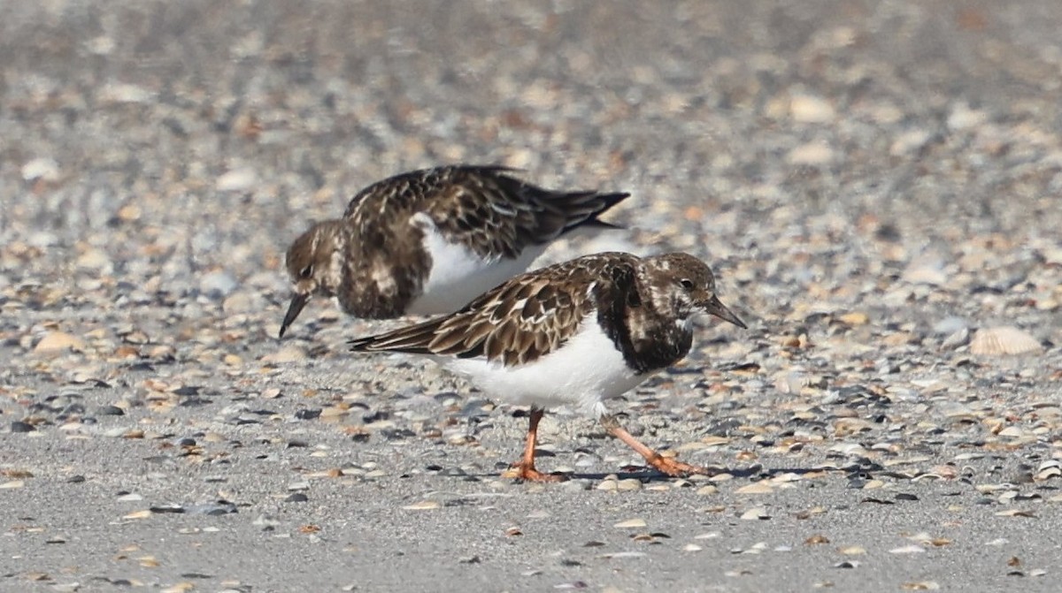 Vuelvepiedras Común - ML646944536