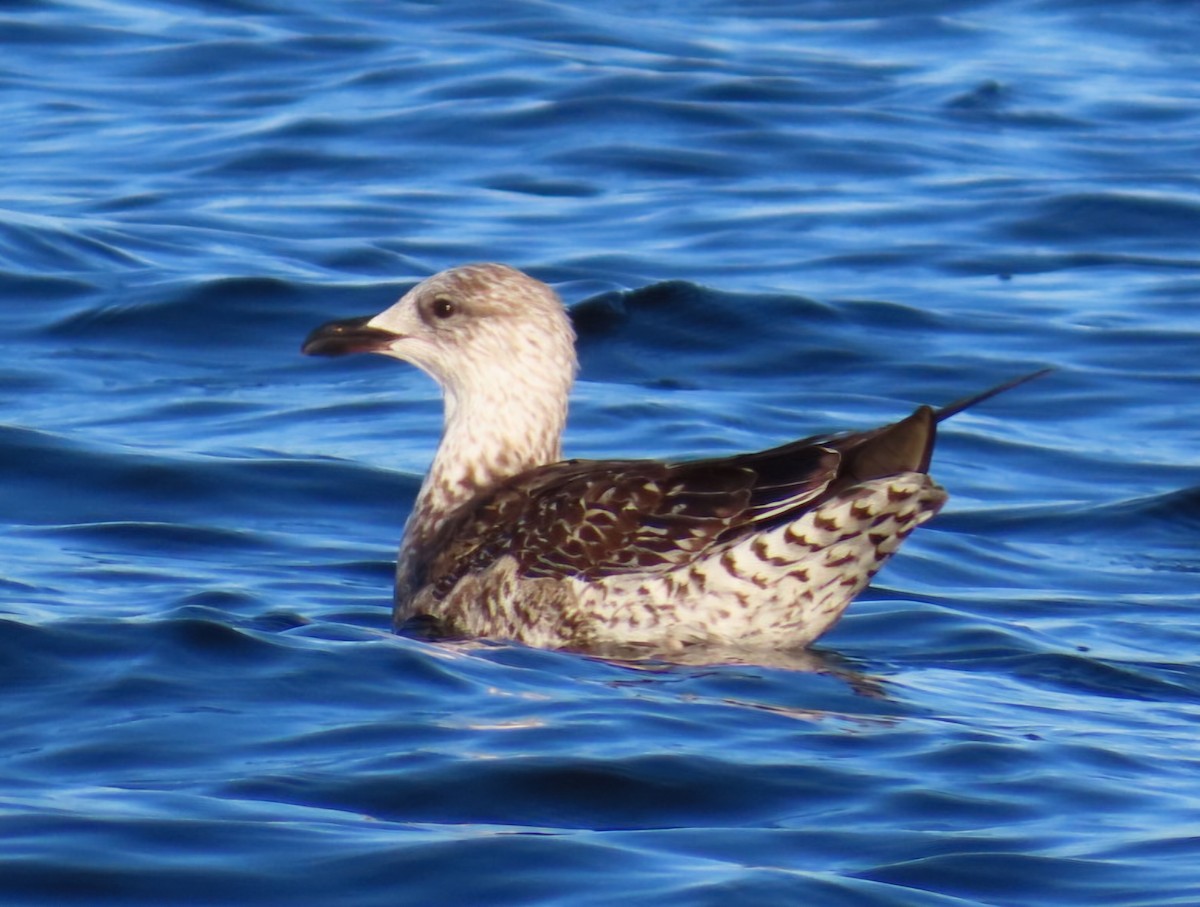 ニシセグロカモメ - ML646944537