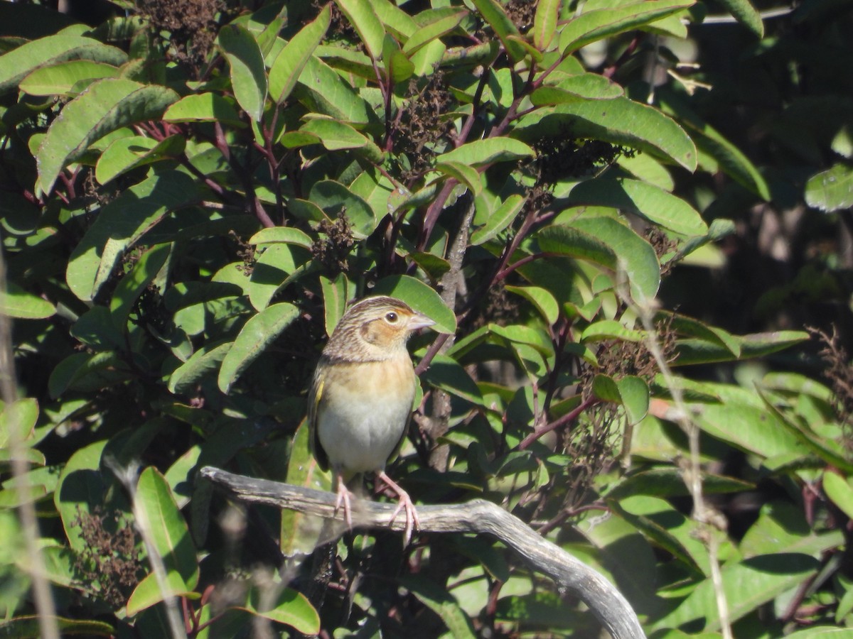 Grasshopper Sparrow - ML646944544