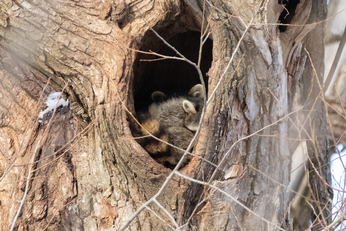 Common Raccoon - ML646944545