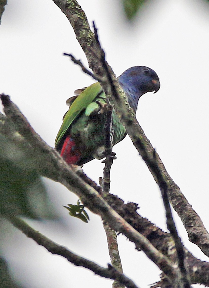 Schwarzohrpapagei - ML646944546