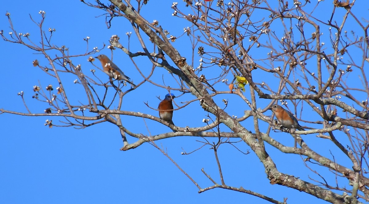 Azulejo Oriental - ML646944547