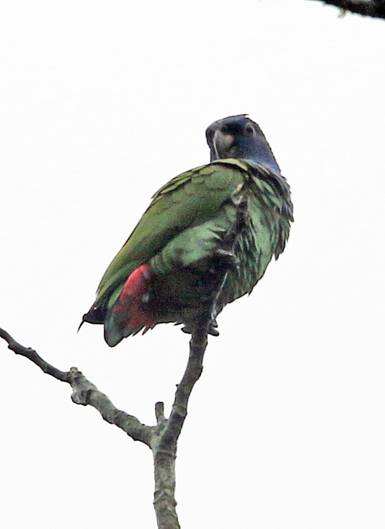 Schwarzohrpapagei - ML646944550