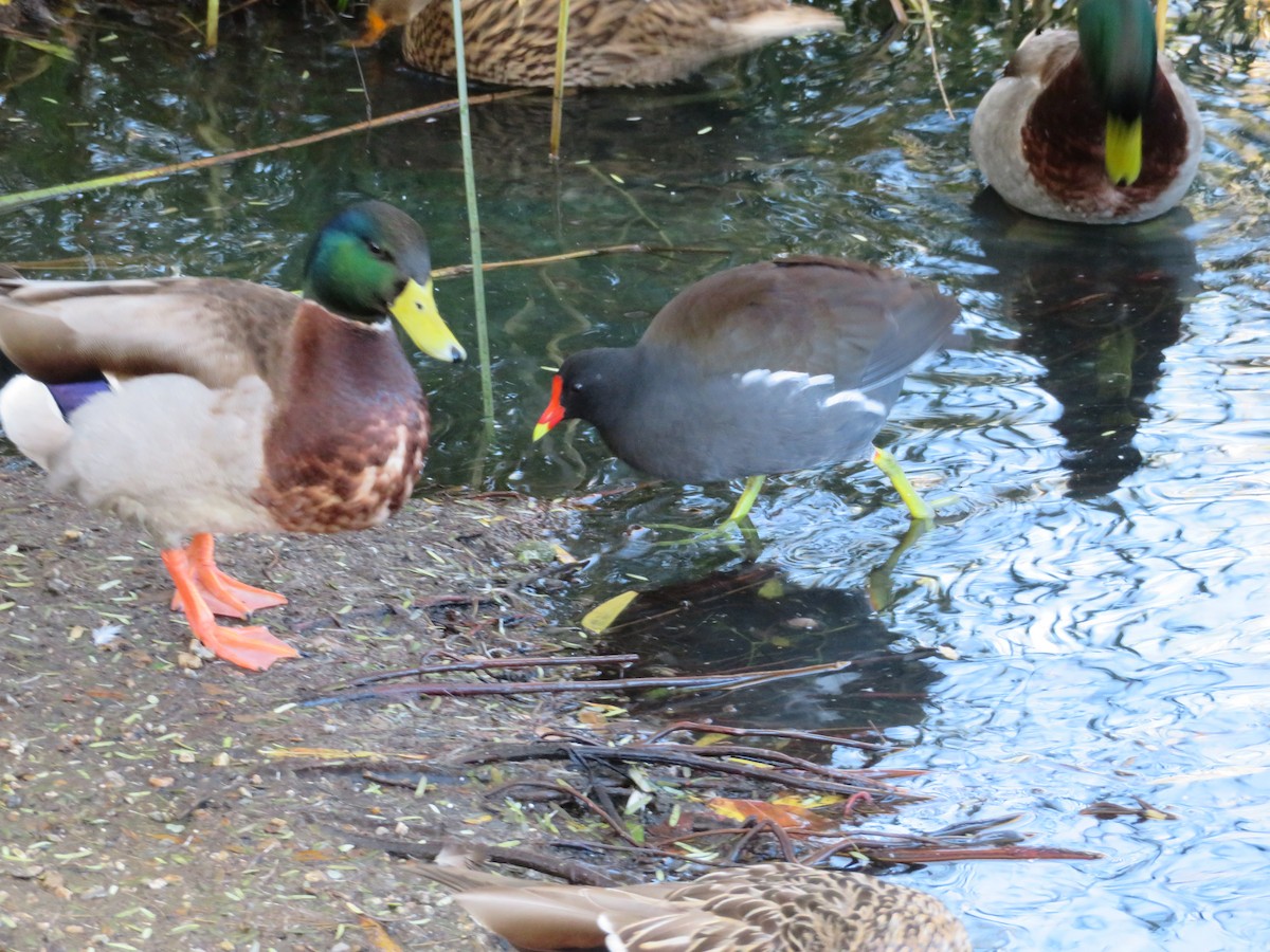 slípka americká - ML646944552