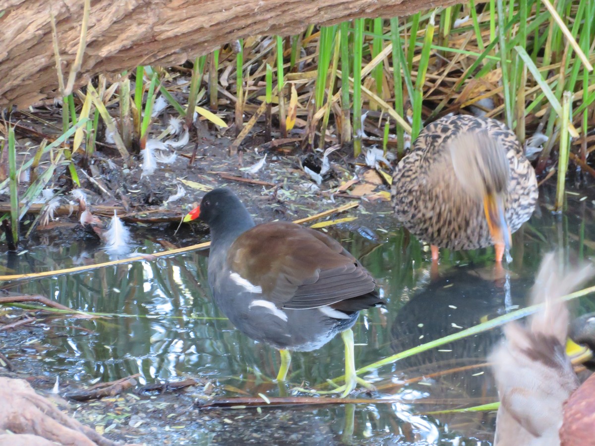 Uroilo amerikarra - ML646944553