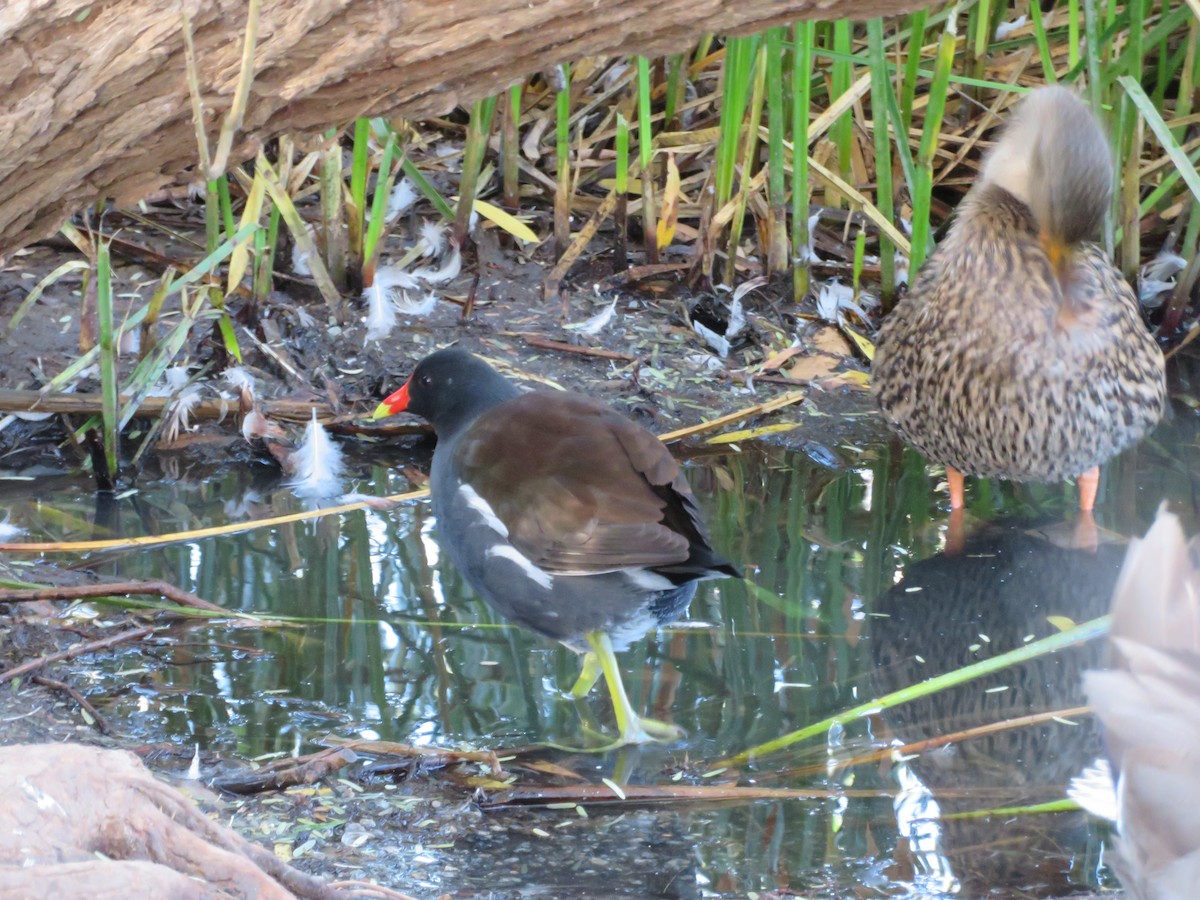 Uroilo amerikarra - ML646944554