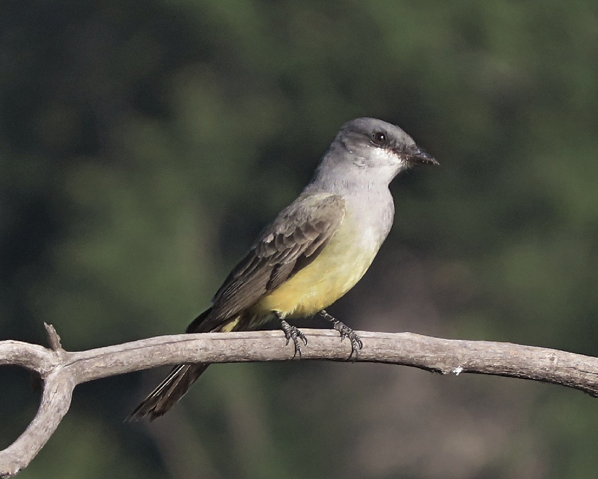 Cassin's Kingbird - ML646944557