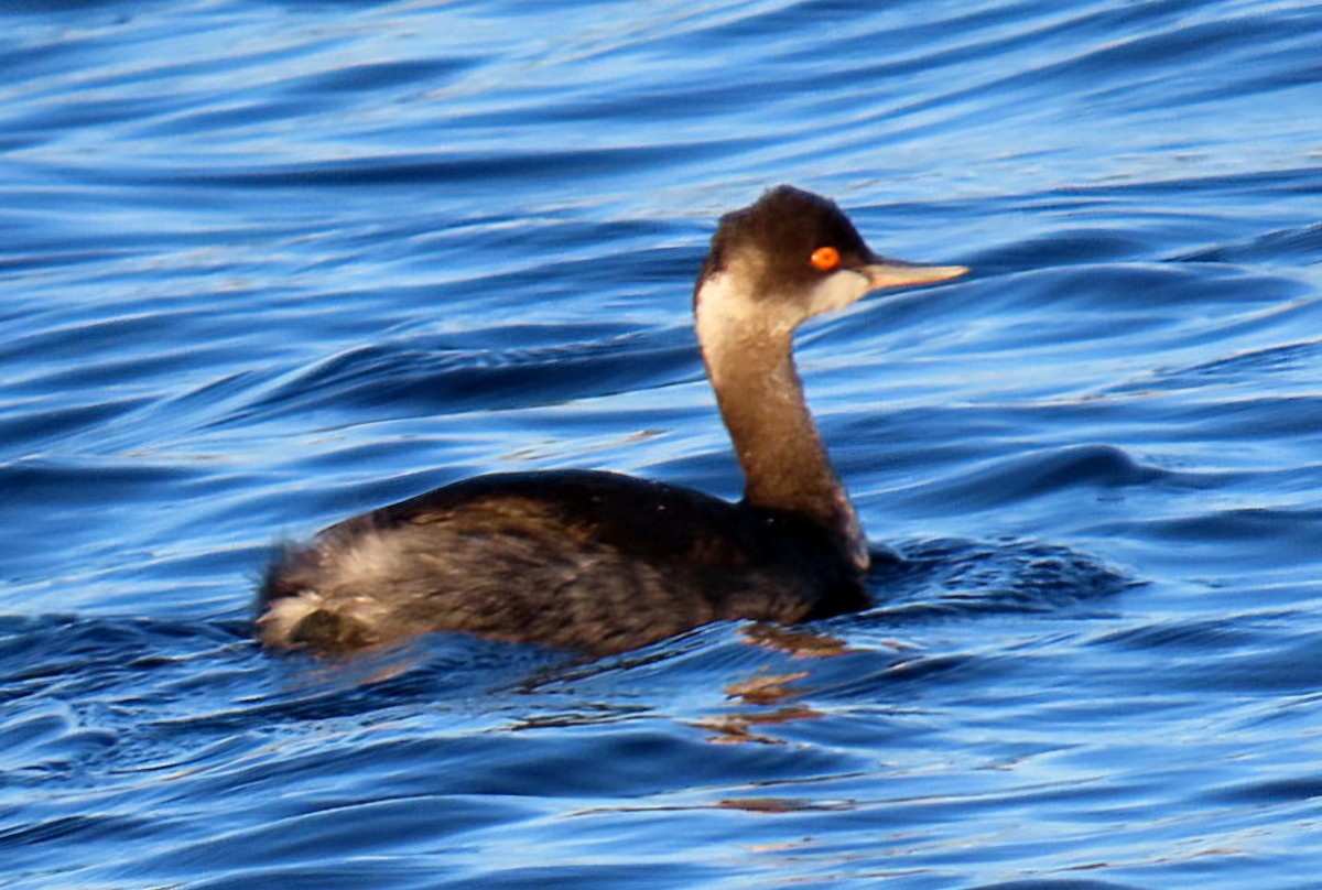 Grèbe à cou noir - ML646944562