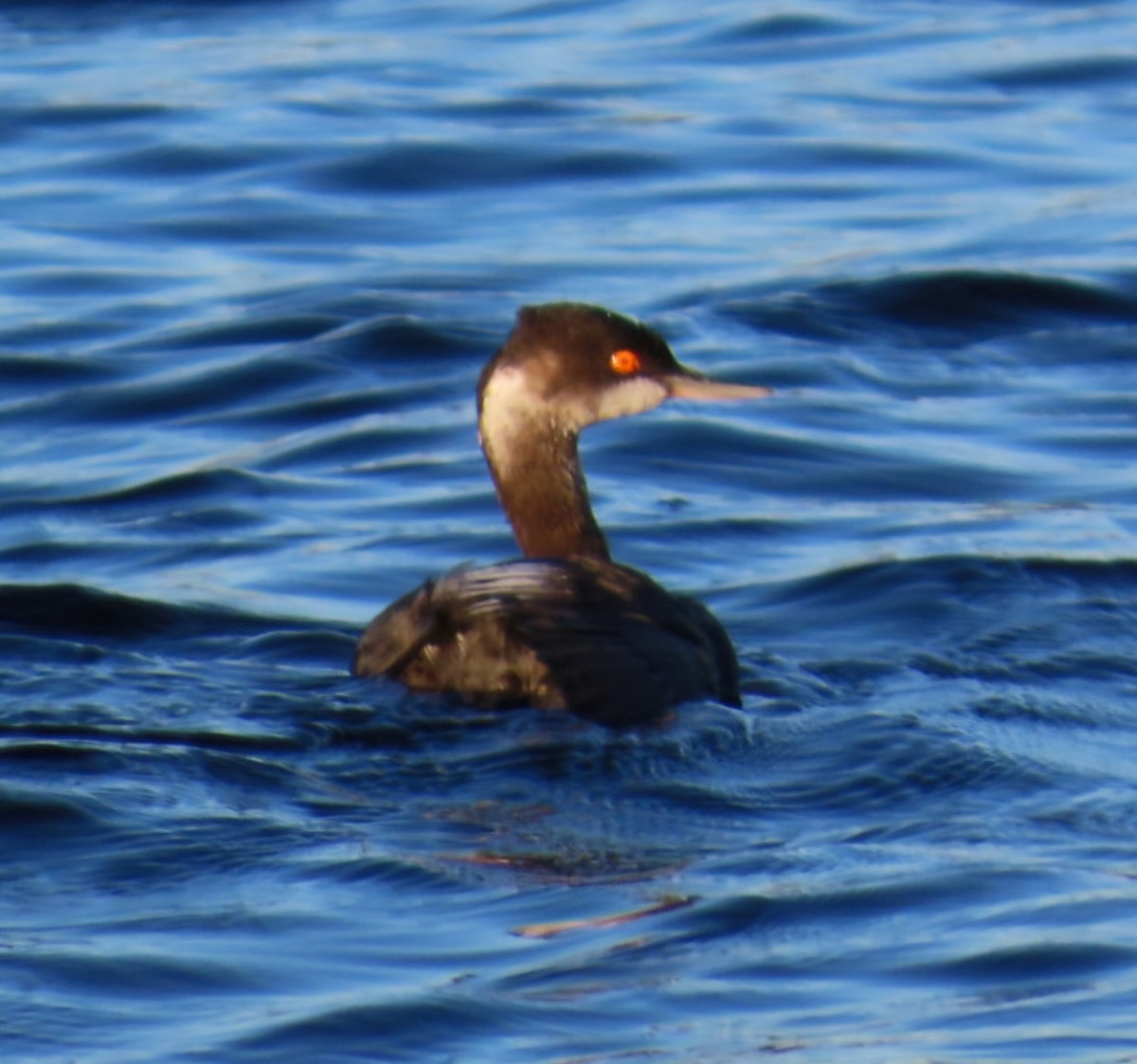 Grèbe à cou noir - ML646944563