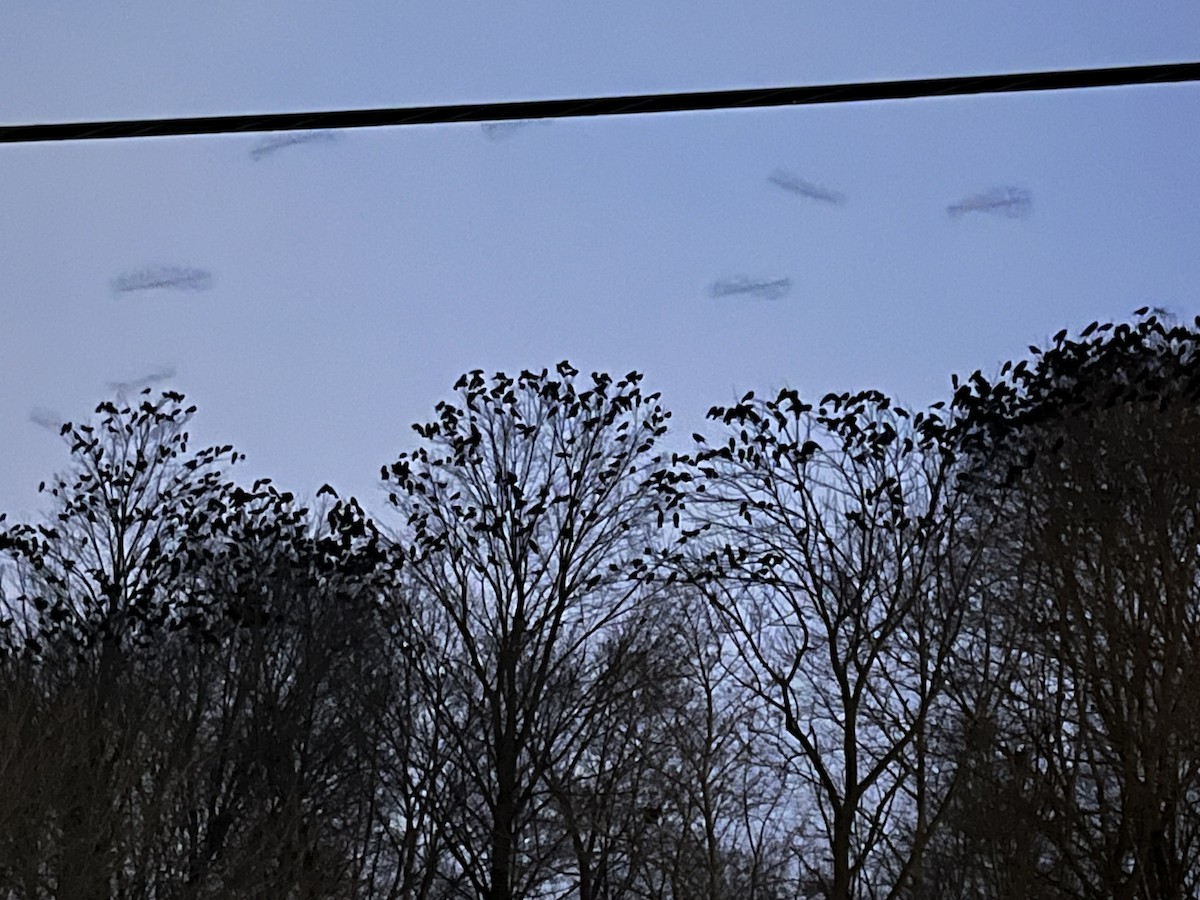 Cuervo Americano - ML646944564