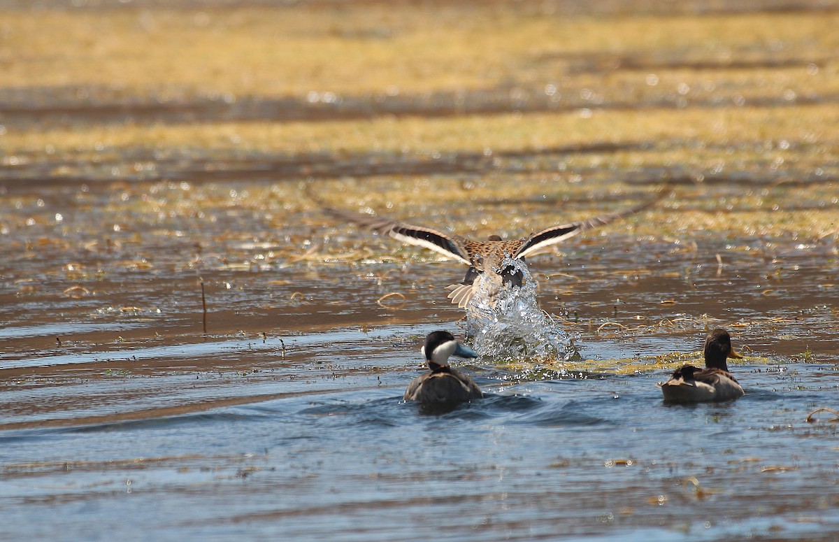 Zertzeta mokohoria - ML646944565