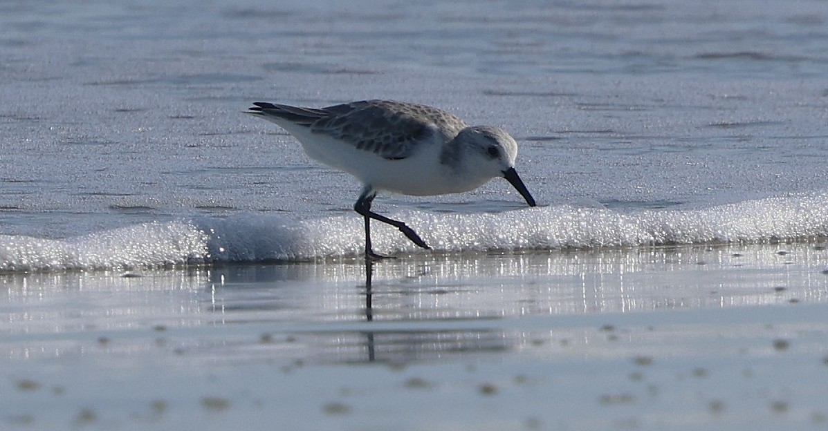 Txirri zuria - ML646944566