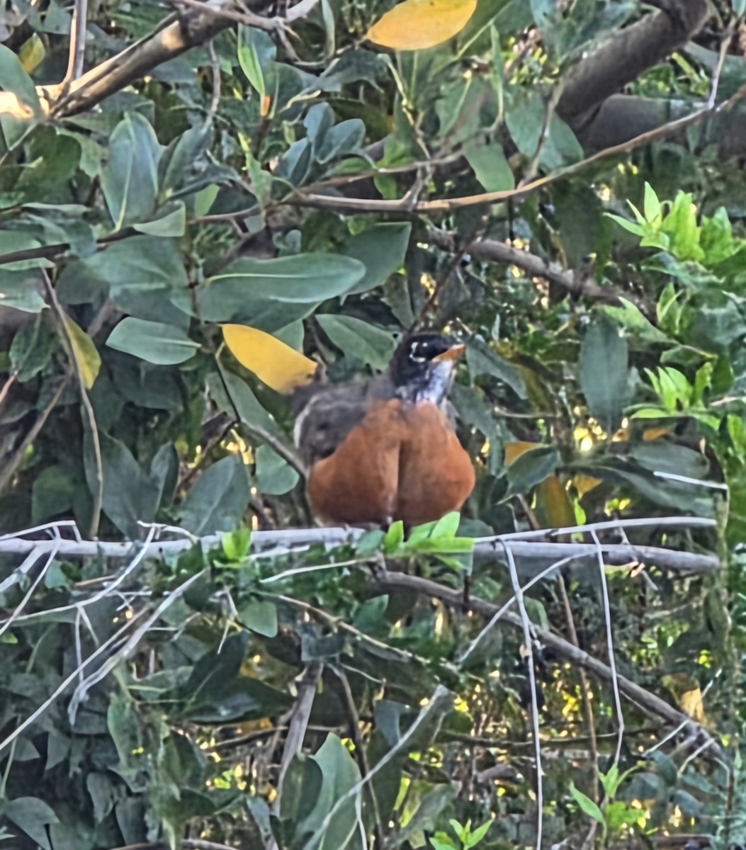 Zozo papargorria - ML646944567