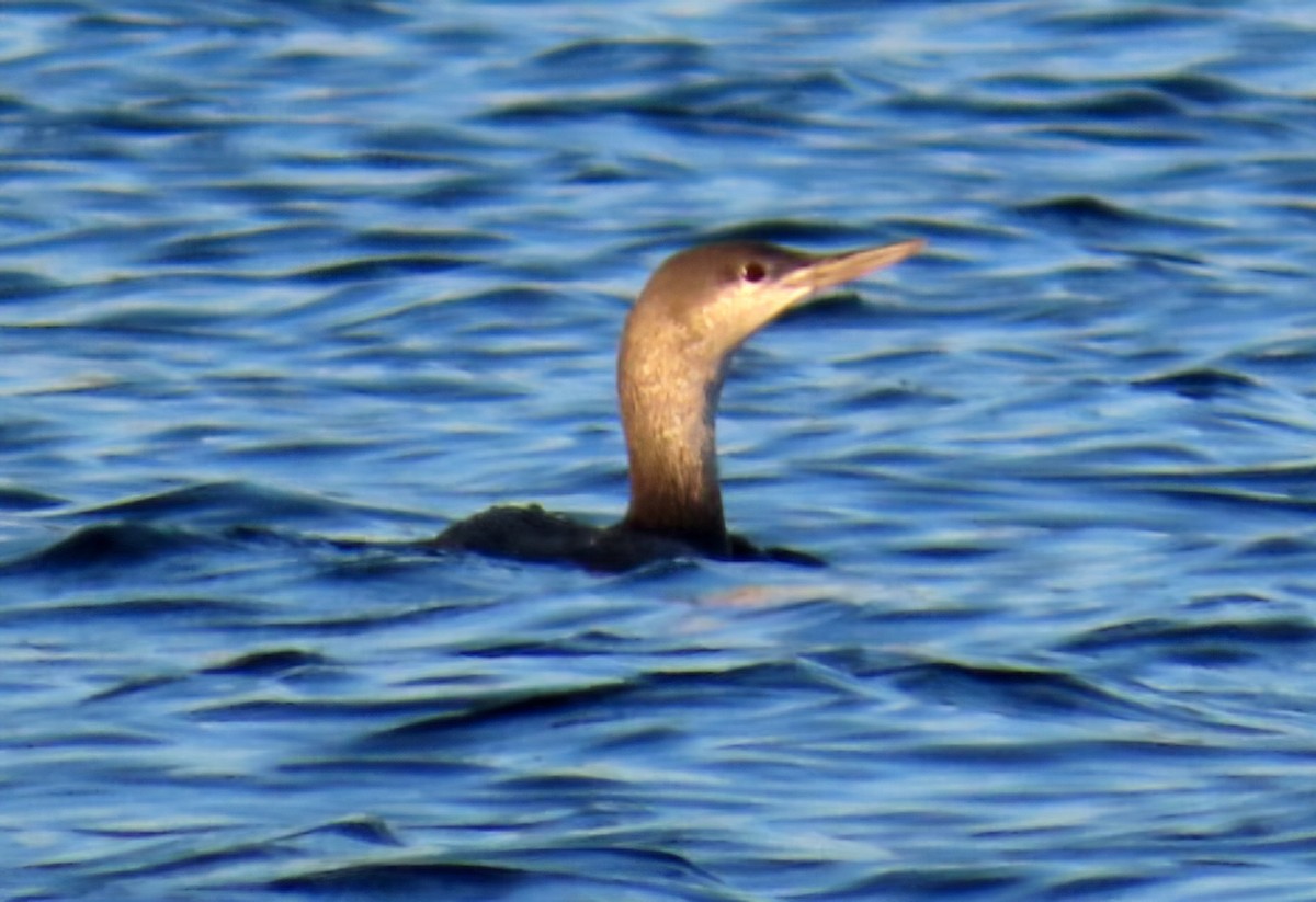 Aliota txikia - ML646944568