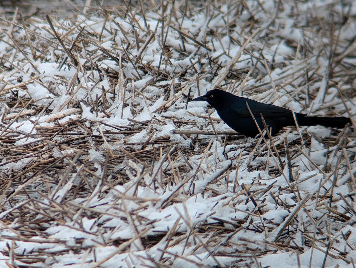 Common Grackle - ML646944569