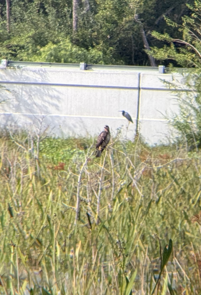 Snail Kite - ML646944570