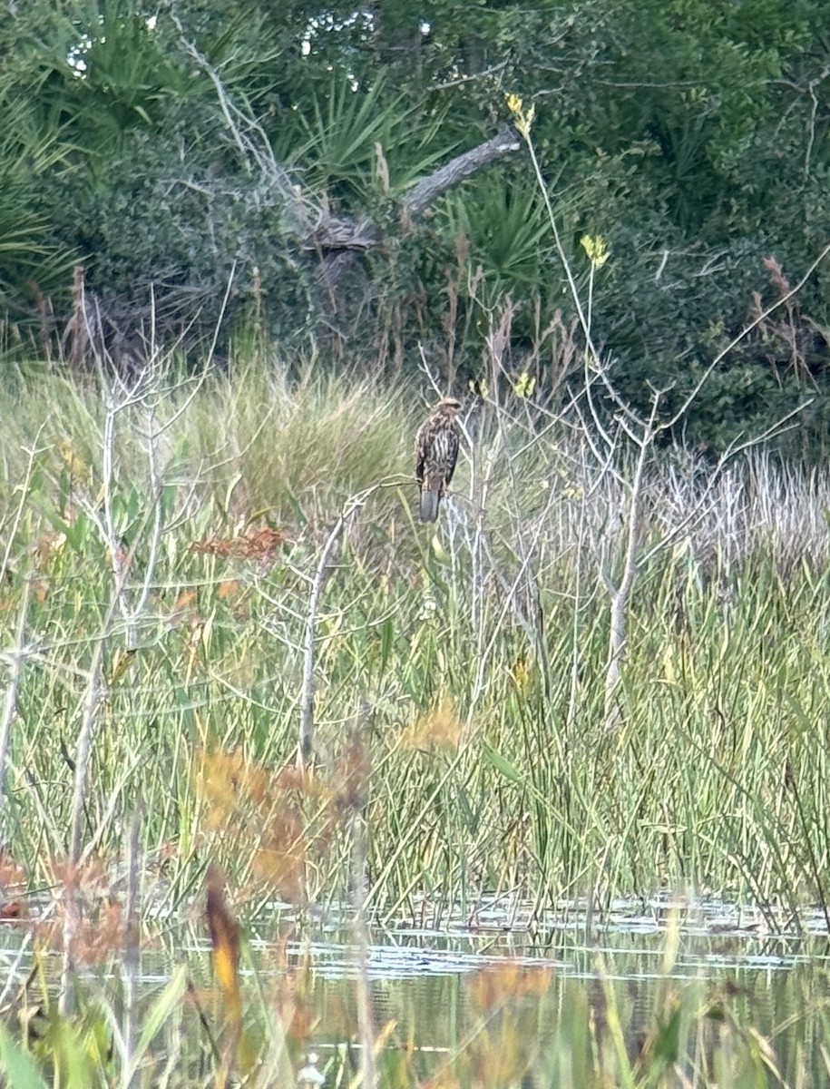 Snail Kite - ML646944571