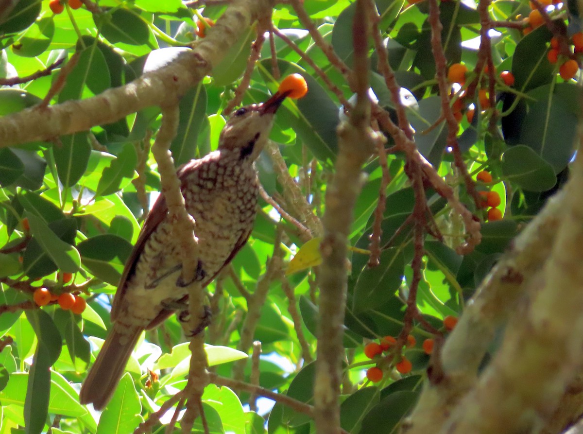 Regent Bowerbird - ML646944572