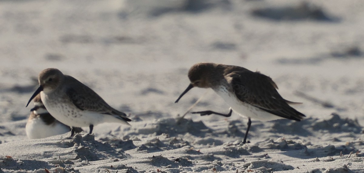 Txirri arrunta - ML646944573