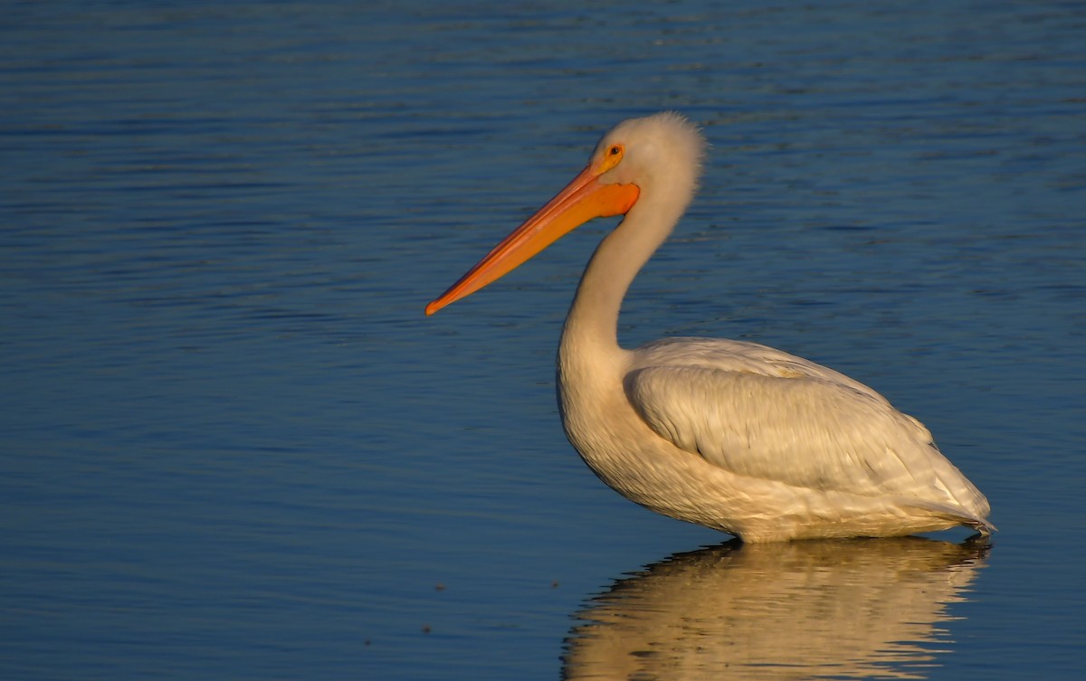 Pelikano zuri amerikarra - ML646944574