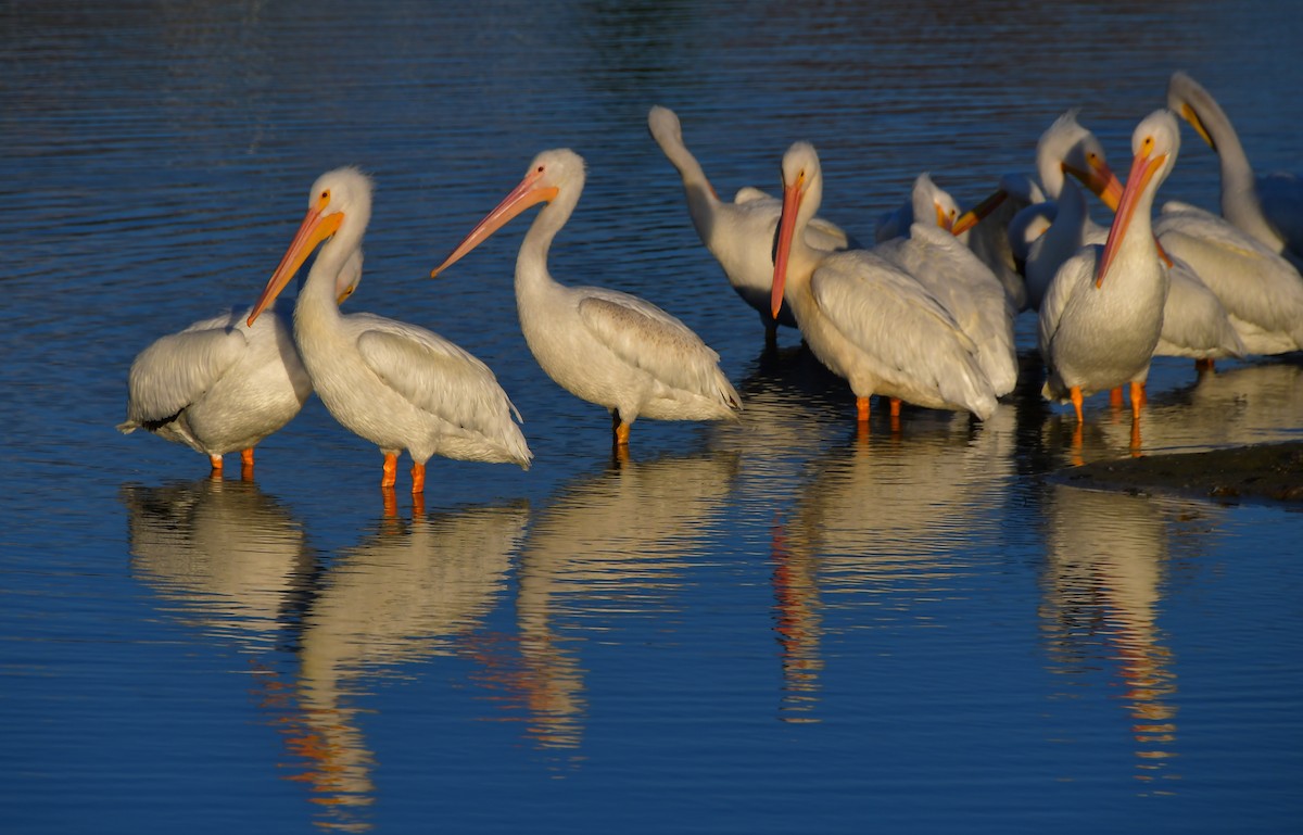 Pelikano zuri amerikarra - ML646944575