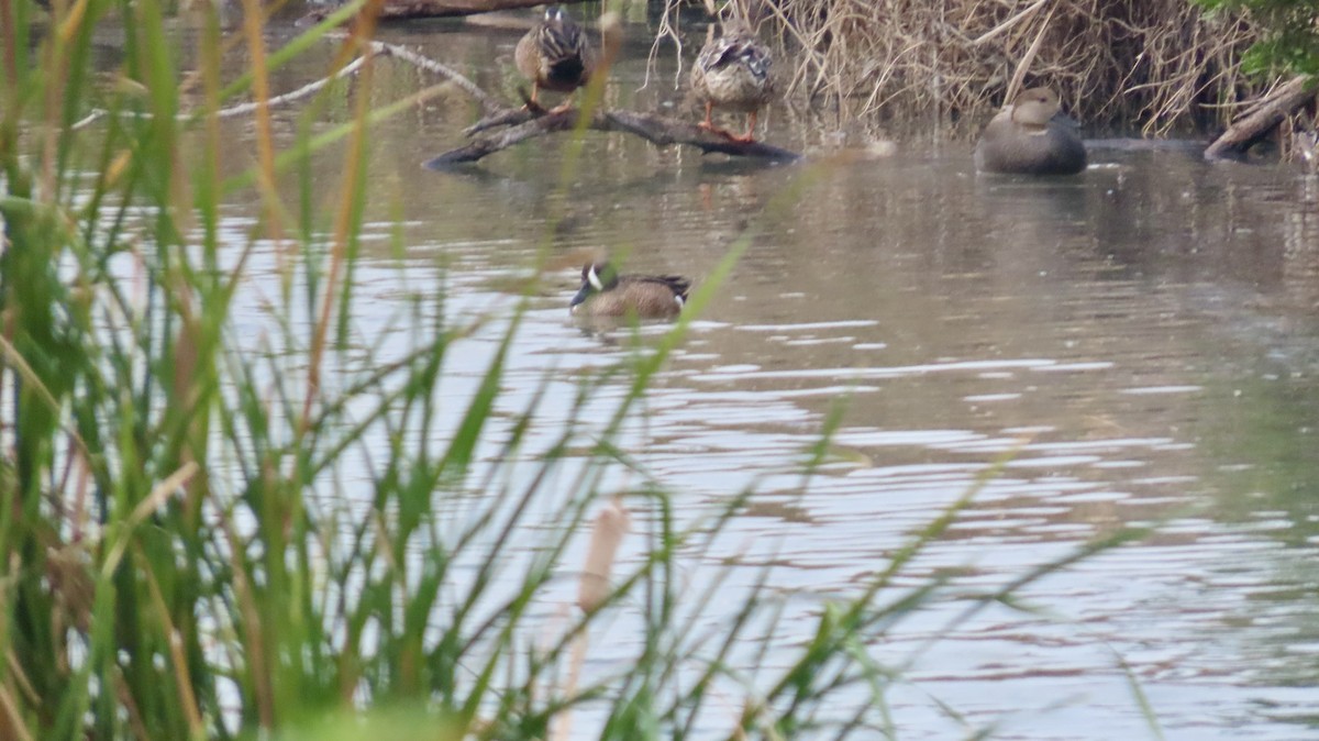 Zertzeta hegalurdina - ML646944576