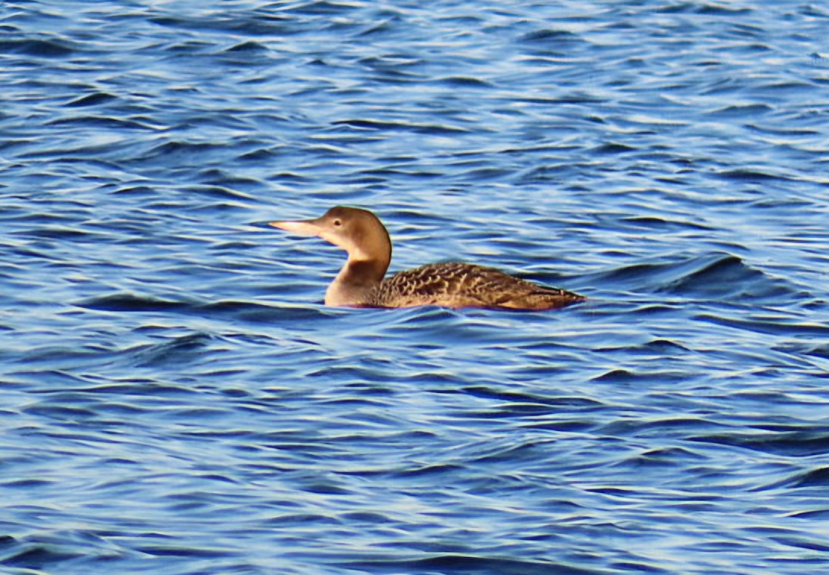 Aliota handia - ML646944581