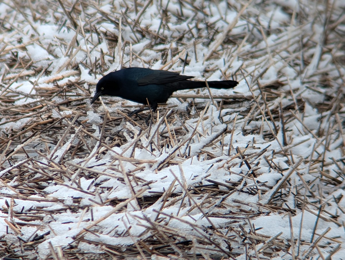 Common Grackle - ML646944582