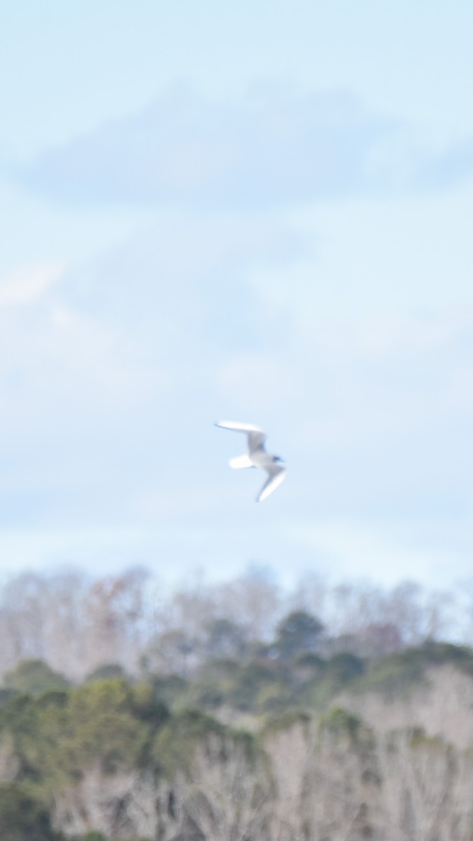 Bonaparte antxeta - ML646944585