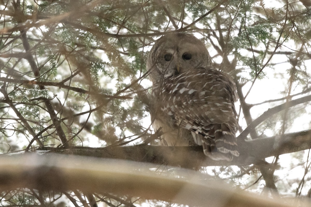 Barred Owl - ML646944586