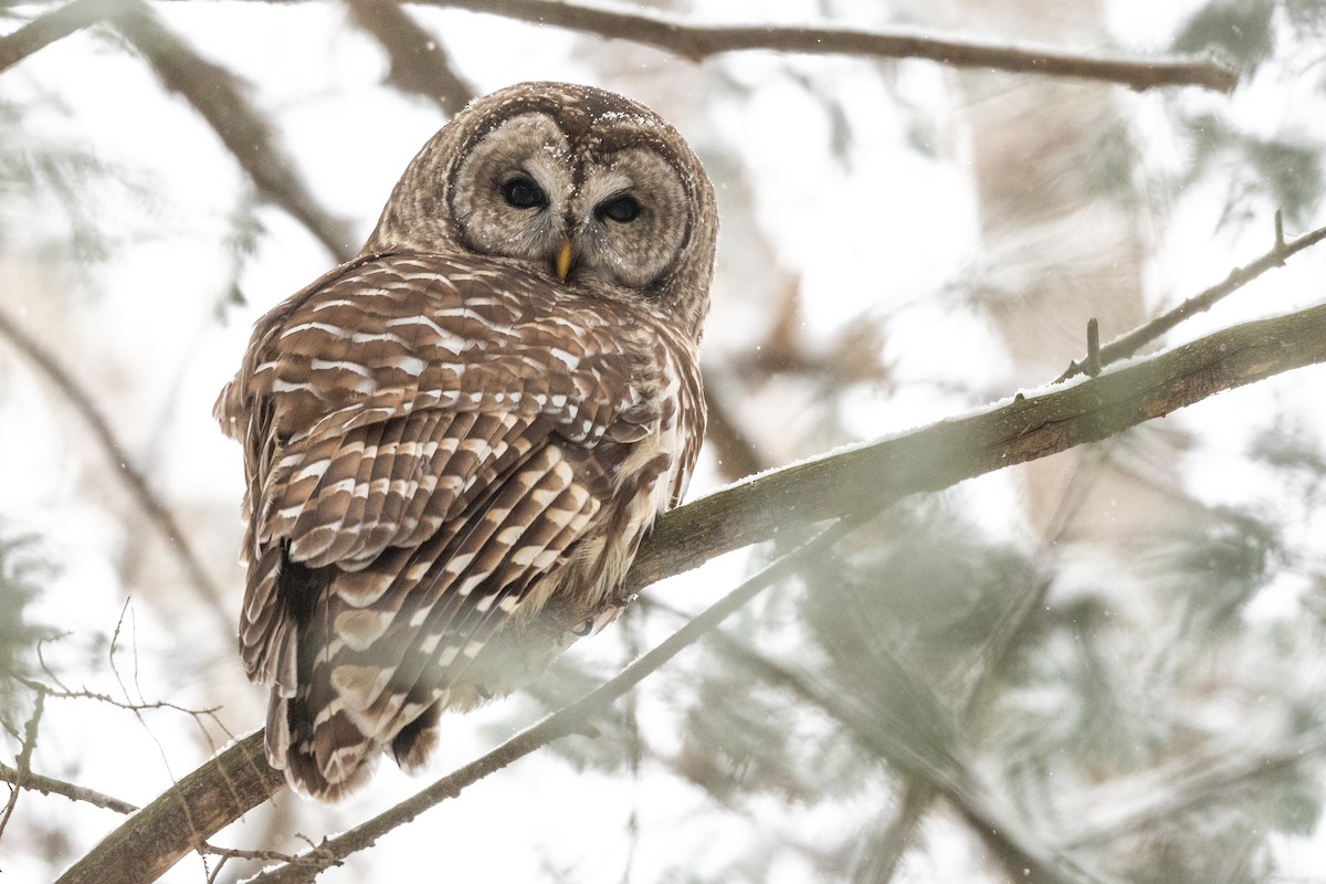 Barred Owl - ML646944587