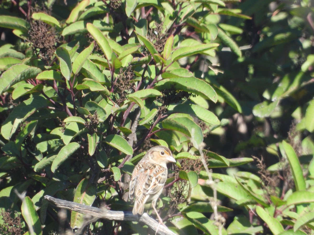 Grasshopper Sparrow - ML646944588