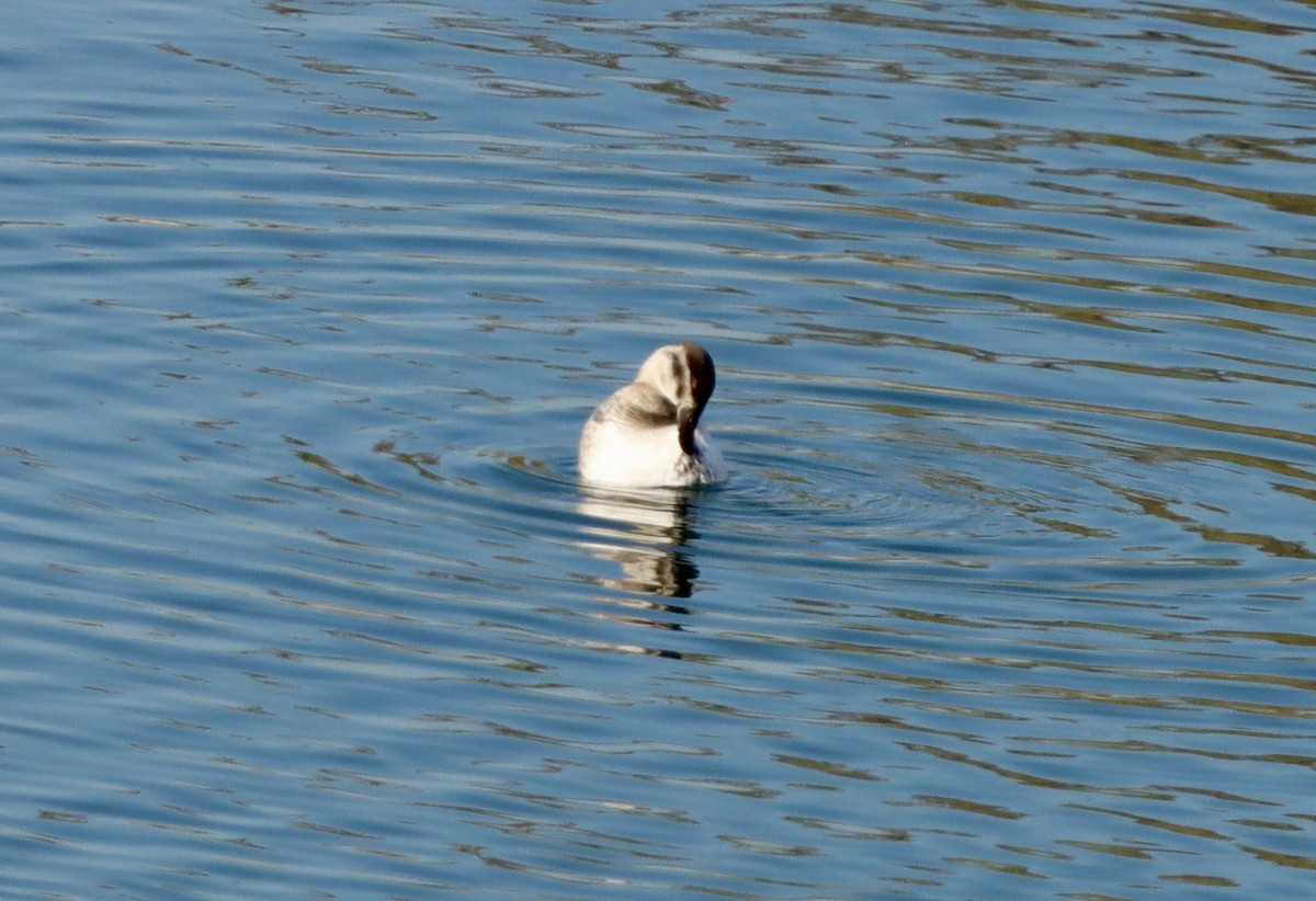 Ahate herdoiltsua - ML646944589