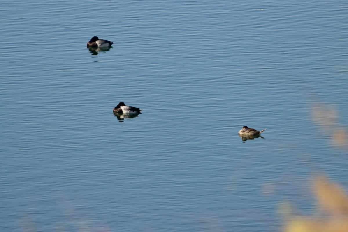 Ahate herdoiltsua - ML646944590