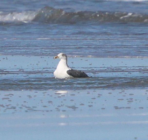 Kaio hauskara amerikarra - ML646944591