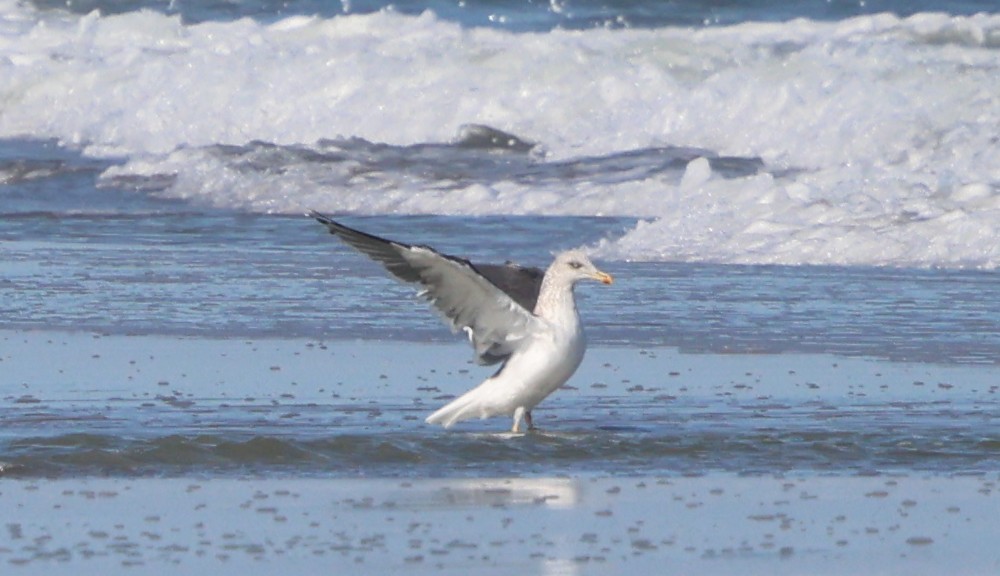 Kaio hauskara amerikarra - ML646944592