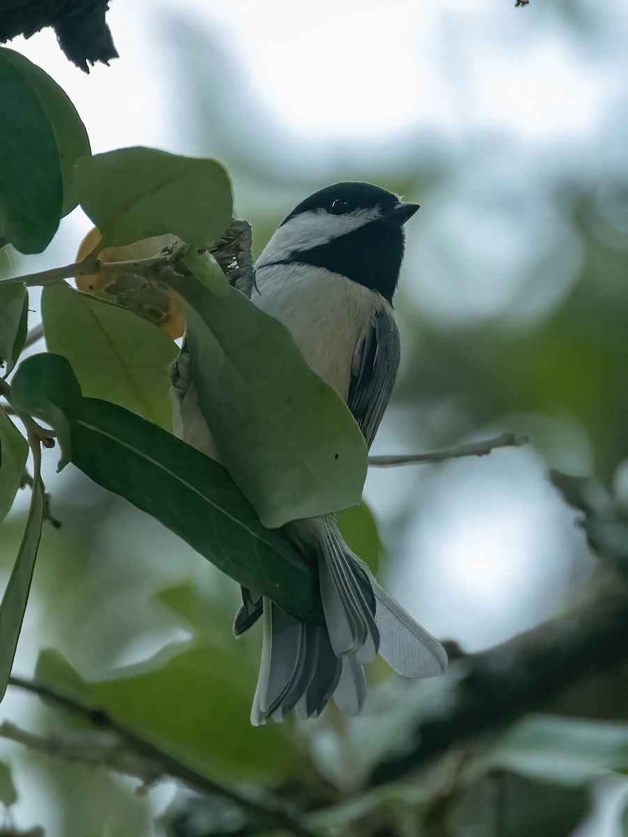 Carolina Chickadee - ML646944593