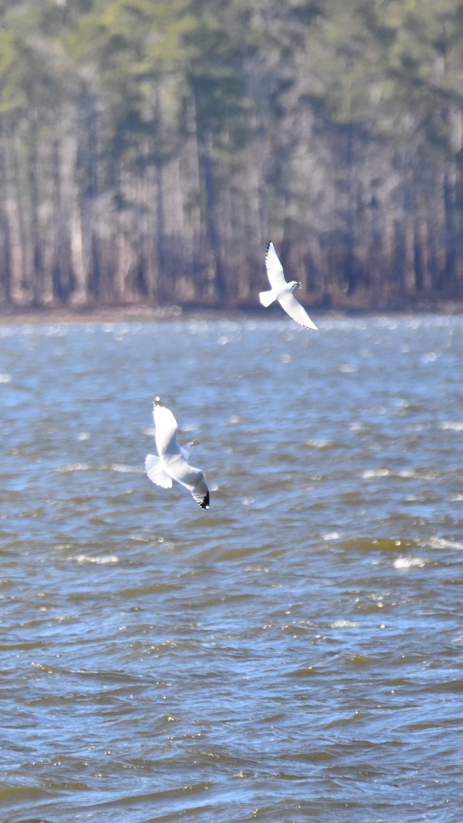 שחף אמריקני - ML646944594