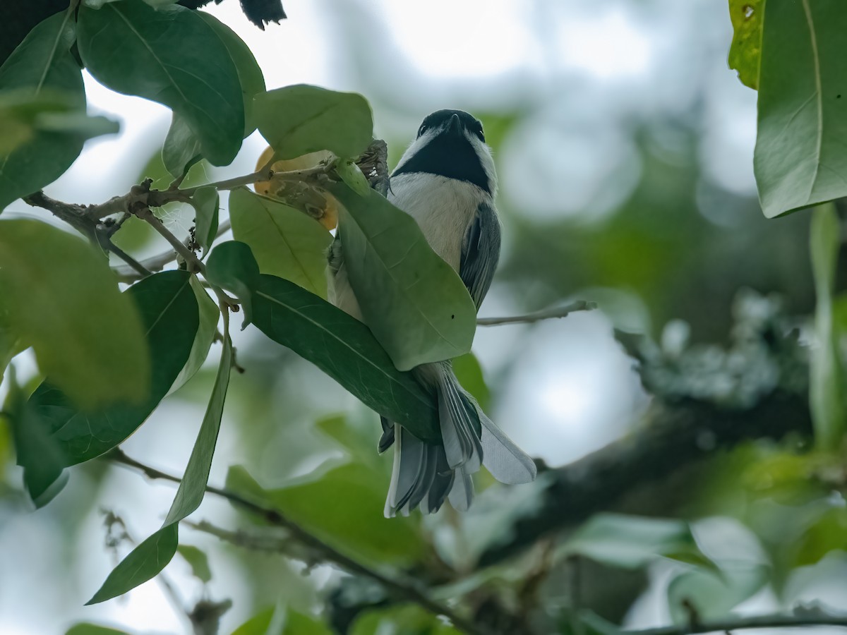 Carolina Chickadee - ML646944595
