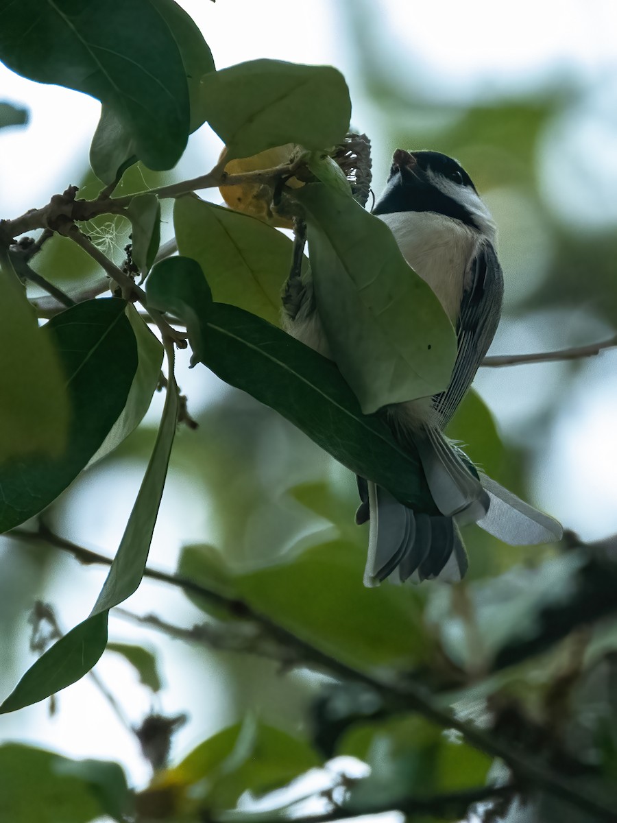 Carolina Chickadee - ML646944596