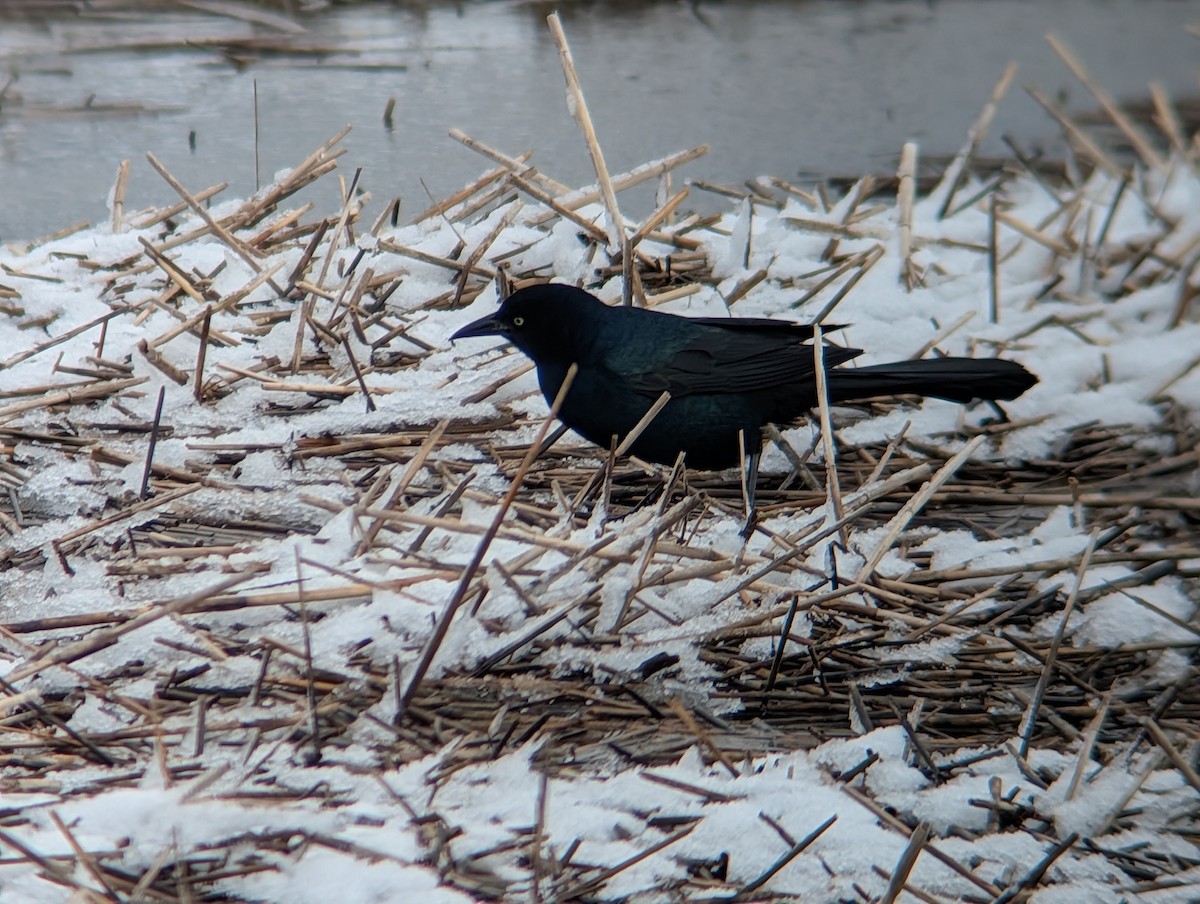 Common Grackle - ML646944597